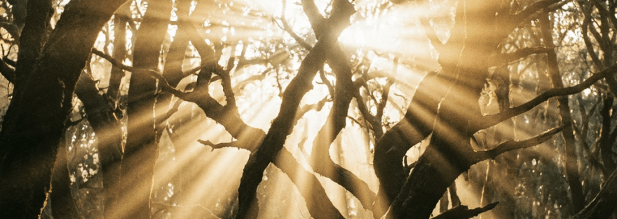 Bright sunbeams radiating through gnarled tree branches in a moss-covered forest.